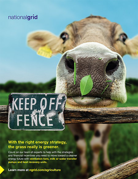 NG Opp cow ad