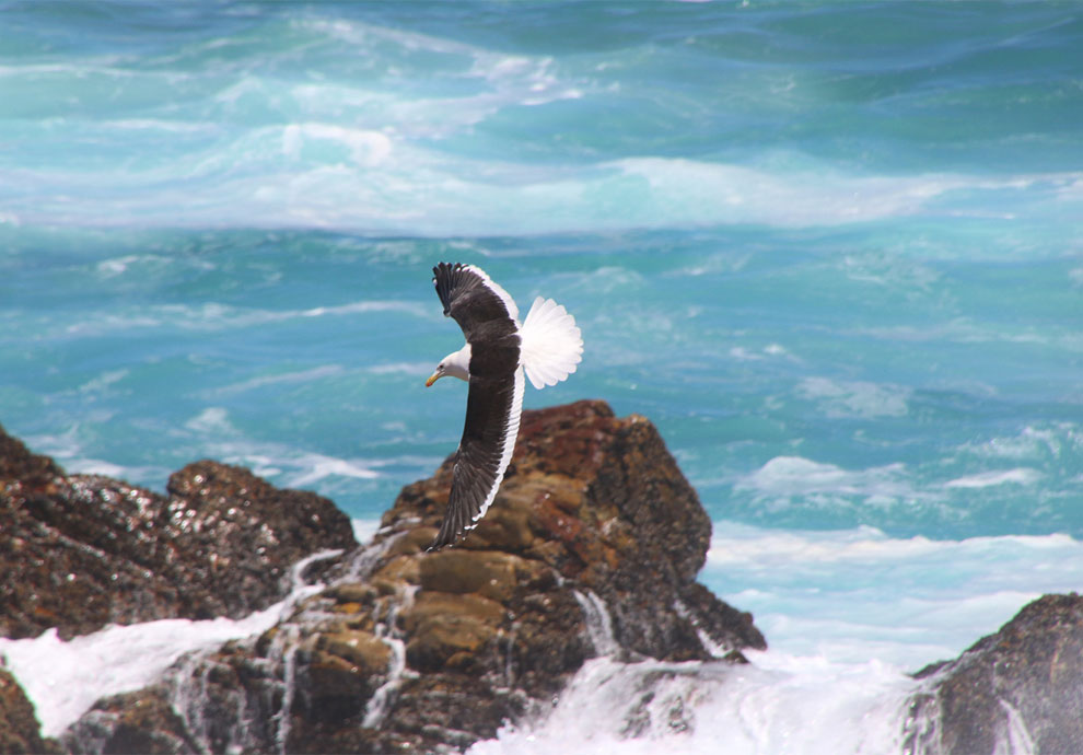 105496 NB Caribbean Img4